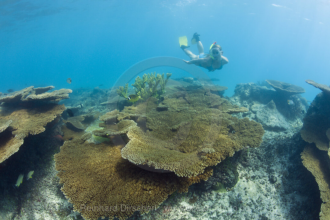 Skin Diver over Table Corals in Bikini Lagoon