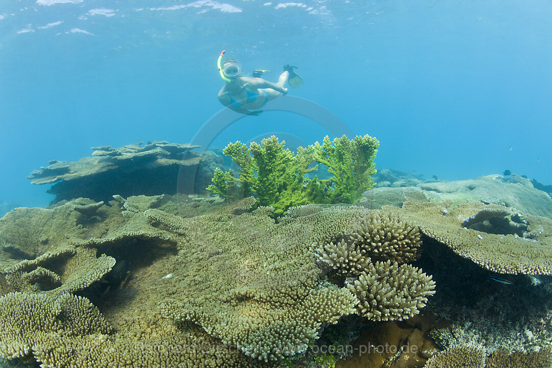 Schnorcheln ueber grosse Tischkorallen in der Lagune von Bikini, Bikini Atoll, Mikronesien, Pazifik, Marschallinseln