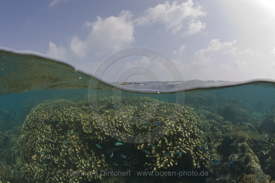 Korallenblock in Lagune von Bikini, Bikini Atoll, Mikronesien, Pazifik, Marschallinseln