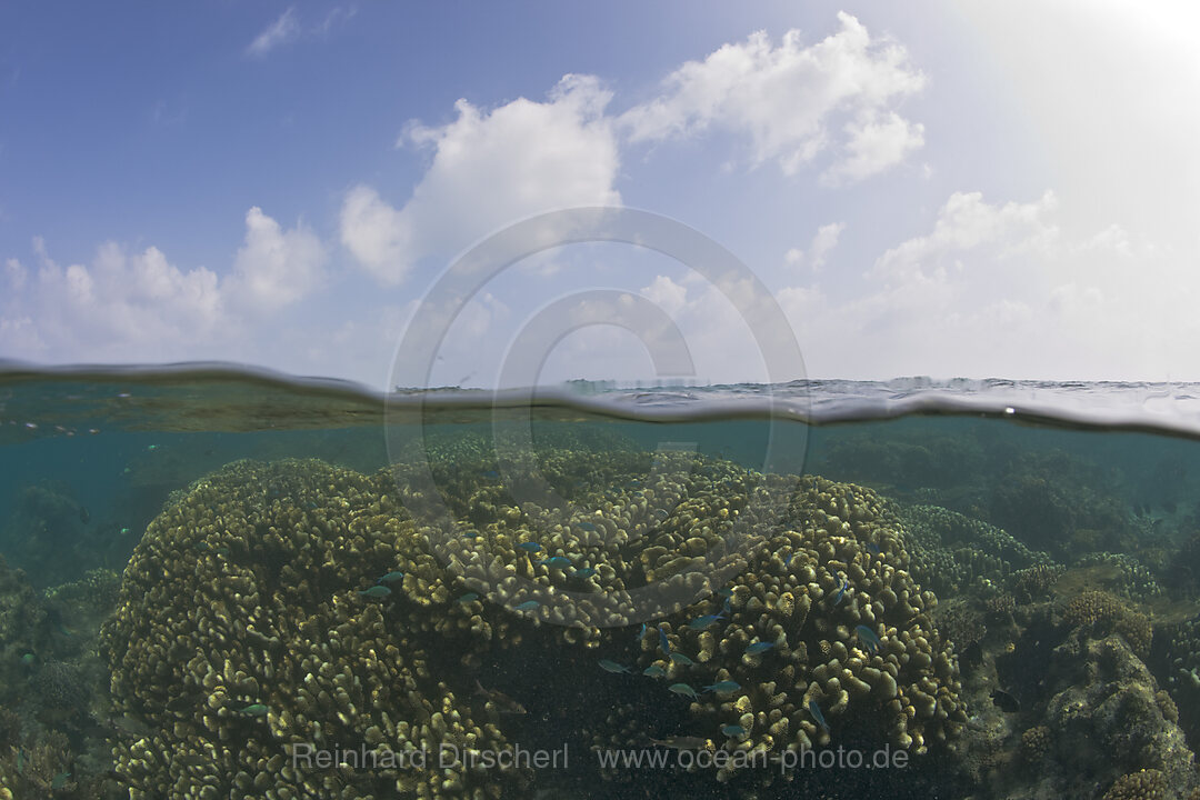 Corals in Bikini Lagoon, Bikini Atoll, Micronesia, Pacific Ocean, Marshall Islands