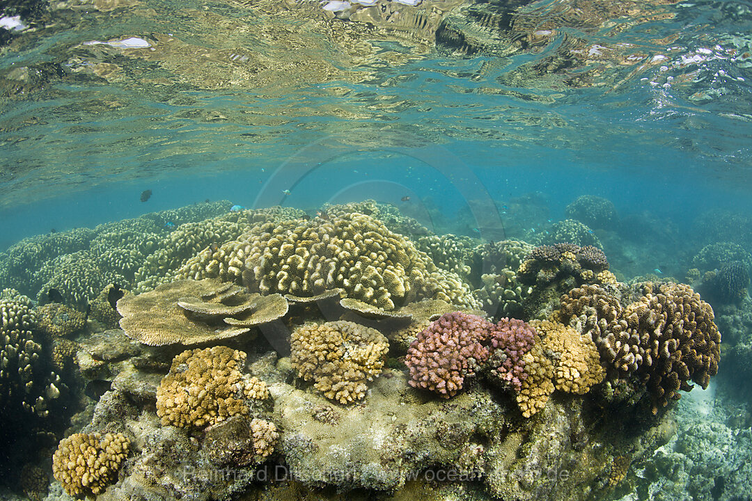 Corals in Bikini Lagoon