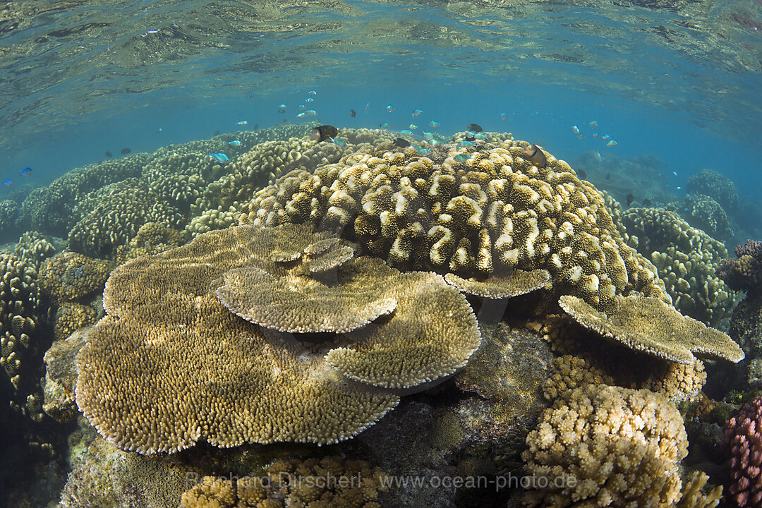 Pristine Corals in Bikini Lagoon