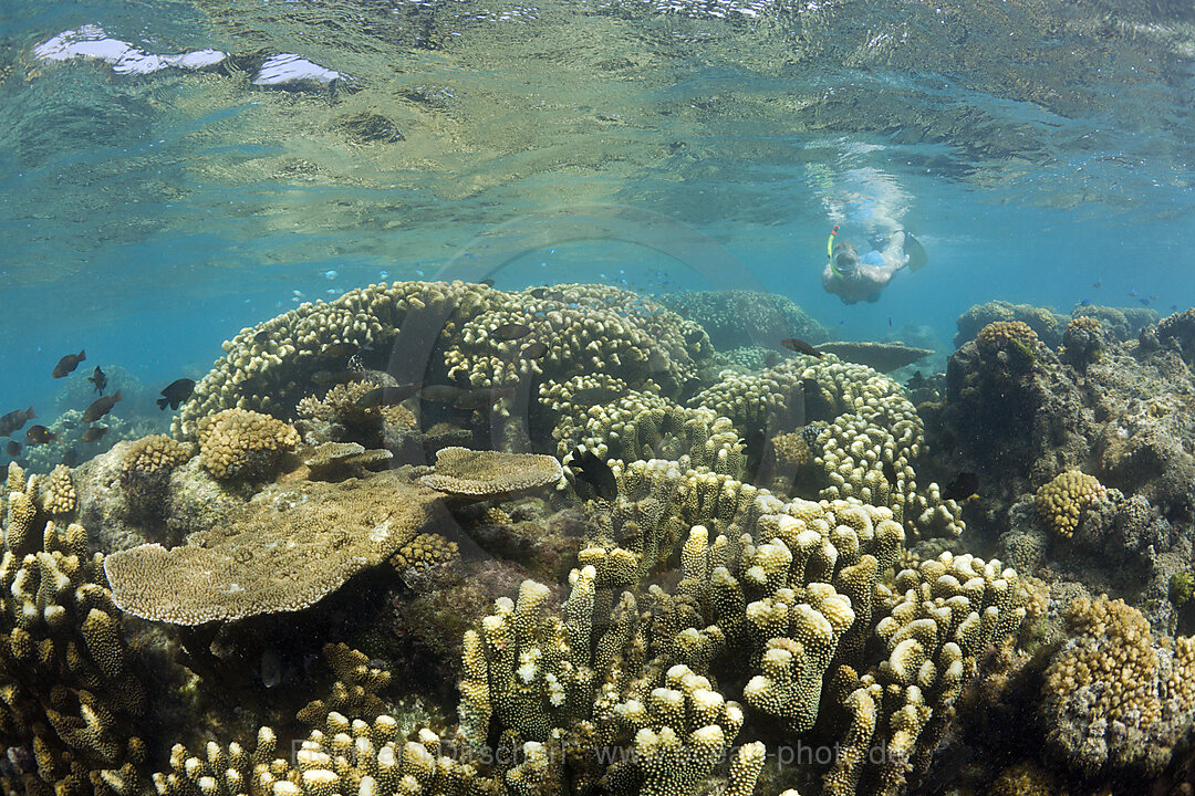 Corals and Skin Diver in Bikini Lagoon