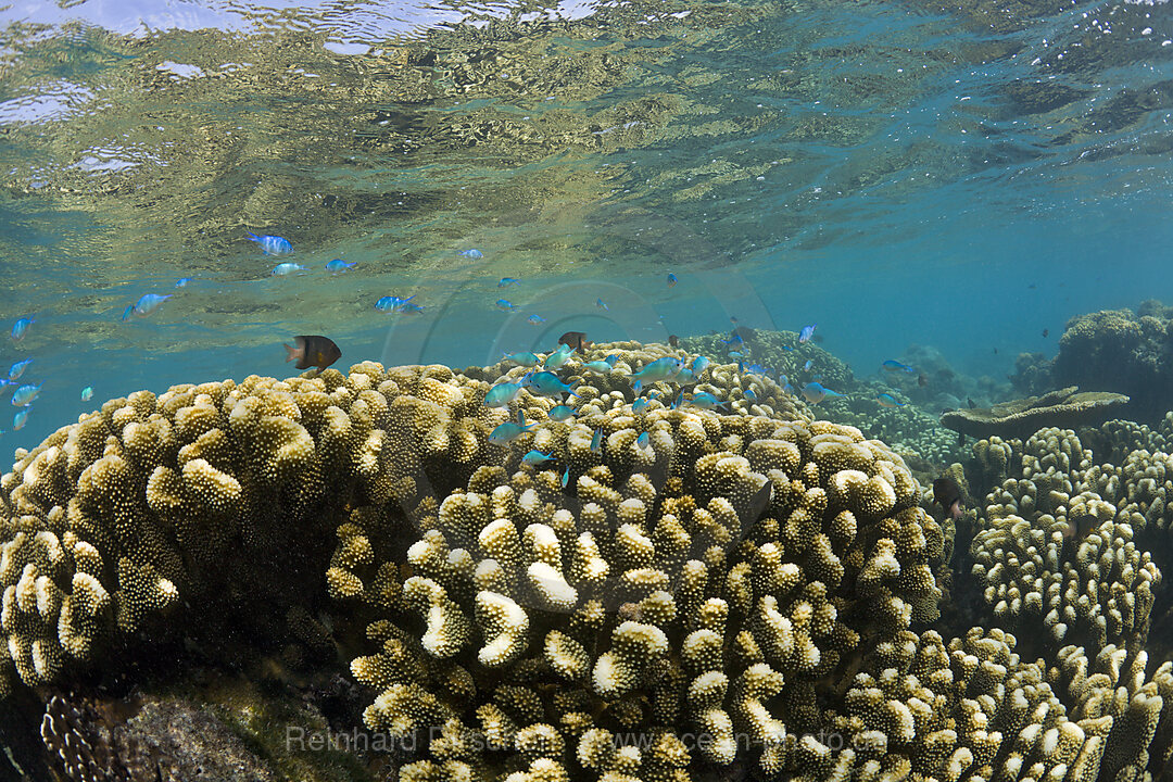Corals in Bikini Lagoon
