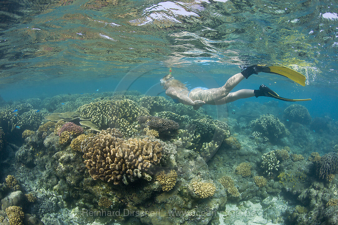 Snorkeling at Bikini Atoll, Bikini Atoll, Micronesia, Pacific Ocean, Marshall Islands