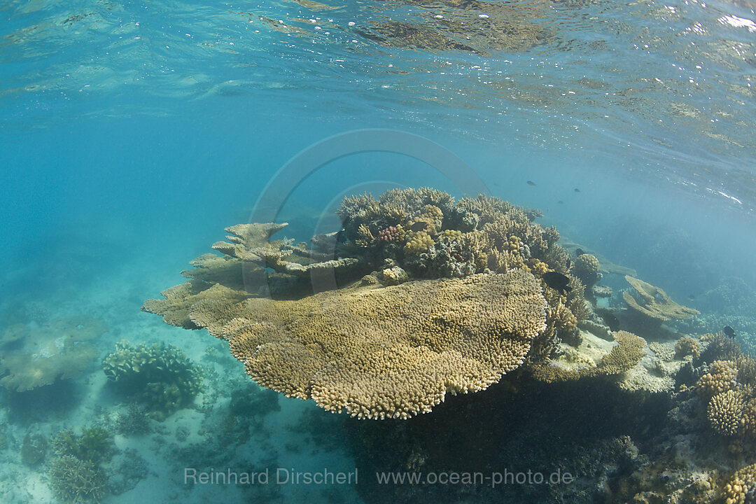 Tischkorallen im Bikini Atoll, Bikini Atoll, Mikronesien, Pazifik, Marschallinseln