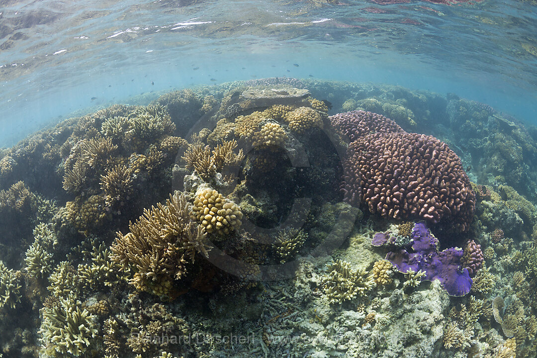 Gesunde Korallen im Bikini Atoll, Bikini Atoll, Mikronesien, Pazifik, Marschallinseln