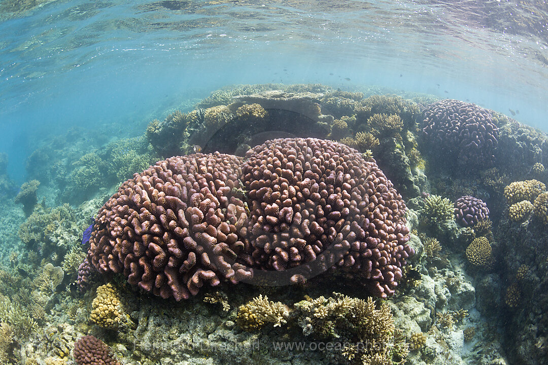 Pristine Corals at Bikini Atoll, Bikini Atoll, Micronesia, Pacific Ocean, Marshall Islands