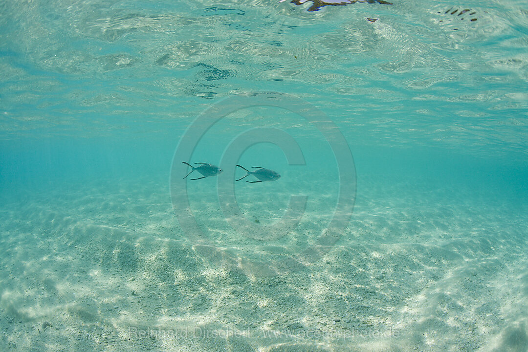 Spotted Pompanos in shallow Lagoon, Trachinotus bailloni, Bikini Atoll, Micronesia, Pacific Ocean, Marshall Islands