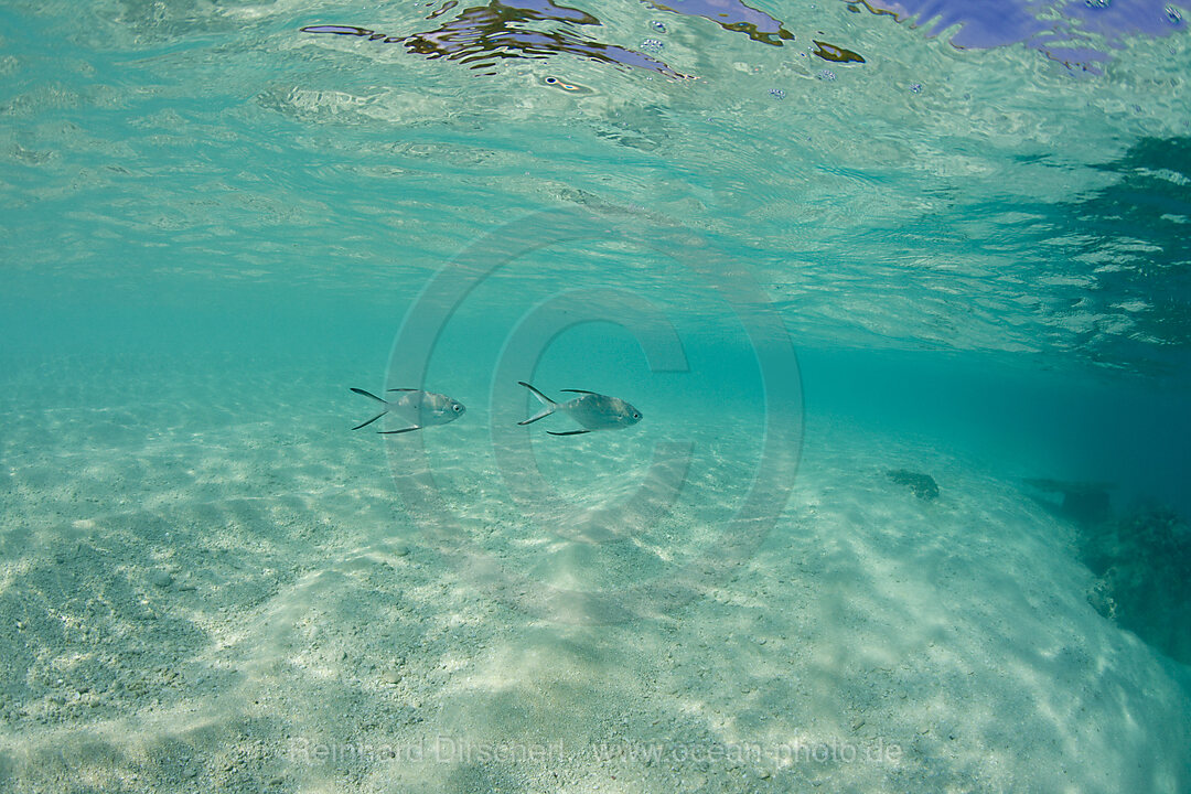 Spotted Pompanos in shallow Lagoon, Trachinotus bailloni, Bikini Atoll, Micronesia, Pacific Ocean, Marshall Islands