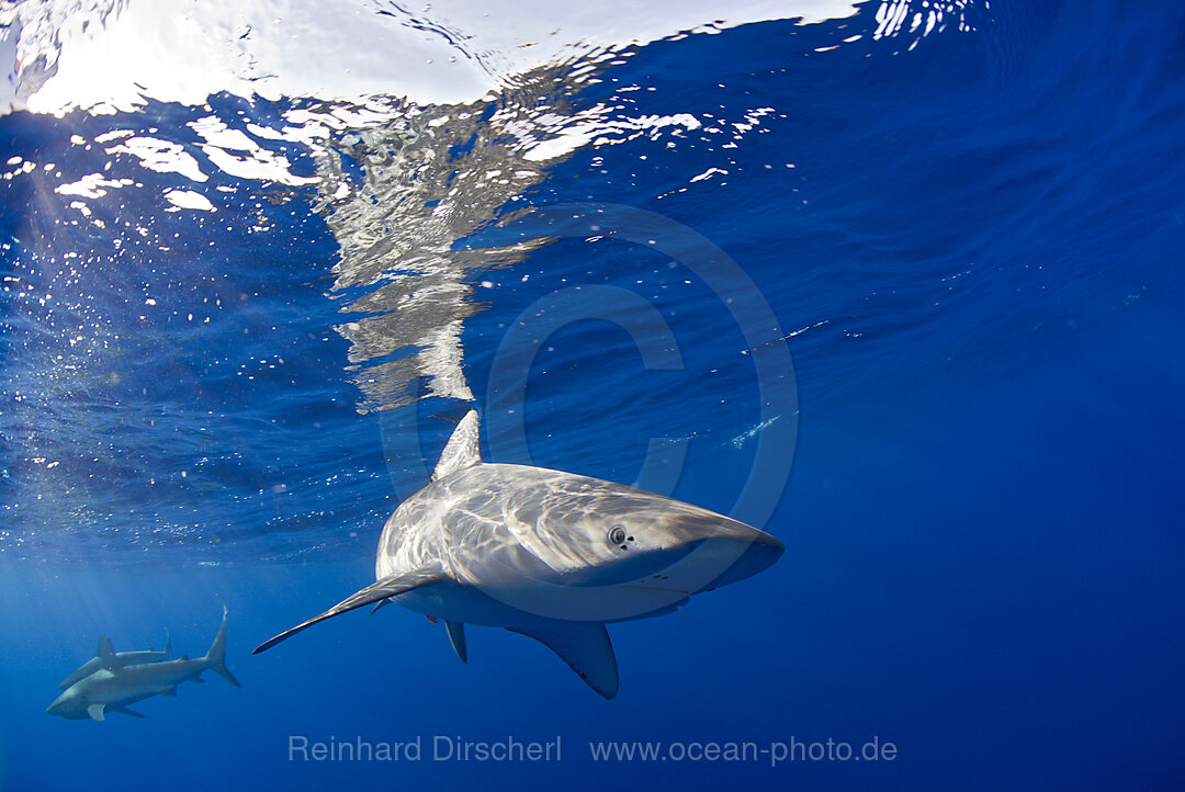 Galapagos Sharks, Carcharhinus galapagensis, Bikini Atoll, Micronesia, Pacific Ocean, Marshall Islands