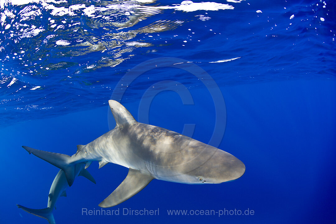 Galapagos Sharks, Carcharhinus galapagensis, Bikini Atoll, Micronesia, Pacific Ocean, Marshall Islands