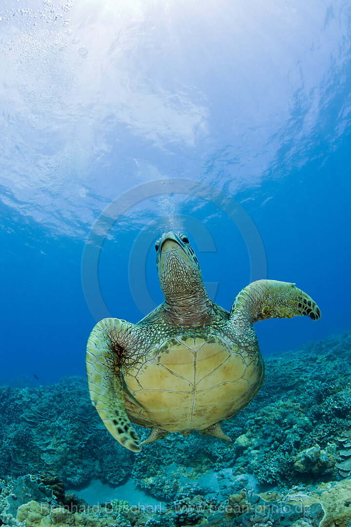 Green Turtle, Chelonia mydas, Bikini Atoll, Micronesia, Pacific Ocean, Marshall Islands