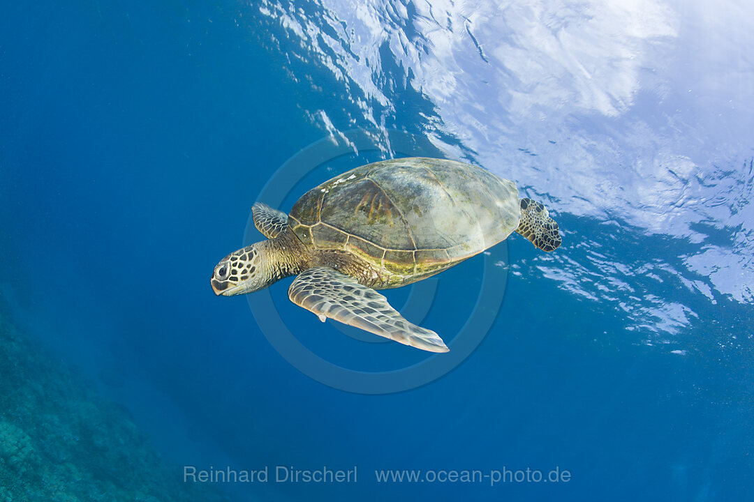 Gruene Meeresschildkroete, Chelonia mydas, Bikini Atoll, Mikronesien, Pazifik, Marschallinseln