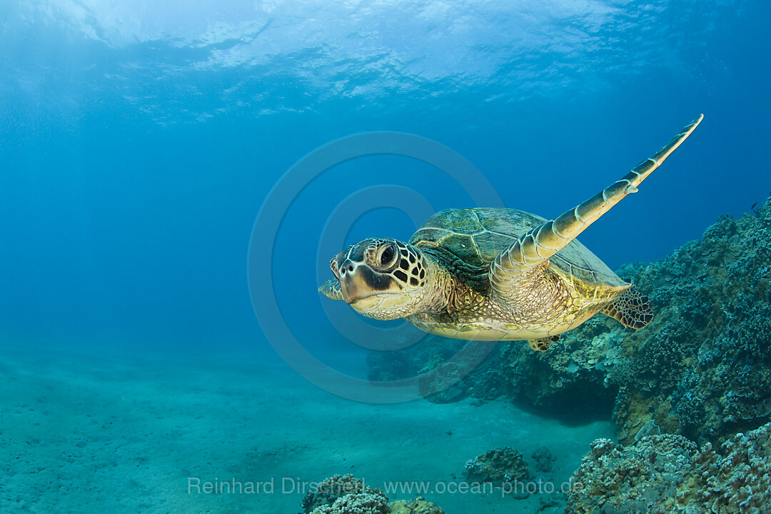 Green Turtle, Chelonia mydas, Bikini Atoll, Micronesia, Pacific Ocean, Marshall Islands