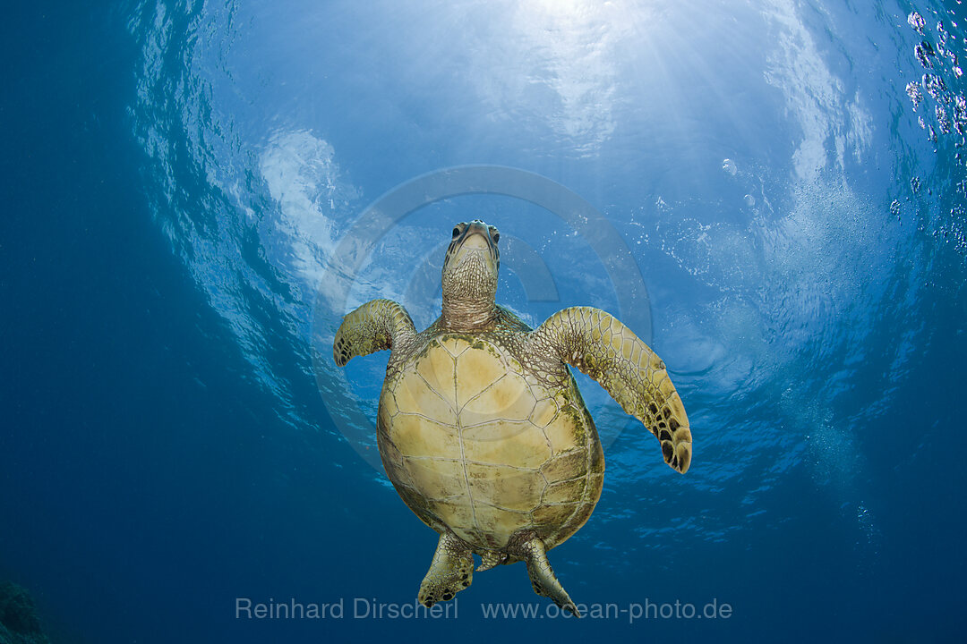 Green Turtle, Chelonia mydas, Bikini Atoll, Micronesia, Pacific Ocean, Marshall Islands