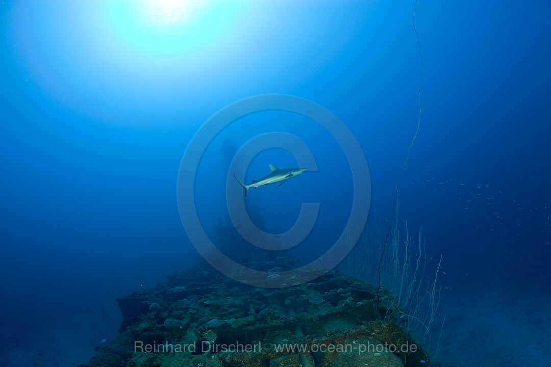 Grauer Riffhai ueber dem U-Boot USS Apogon