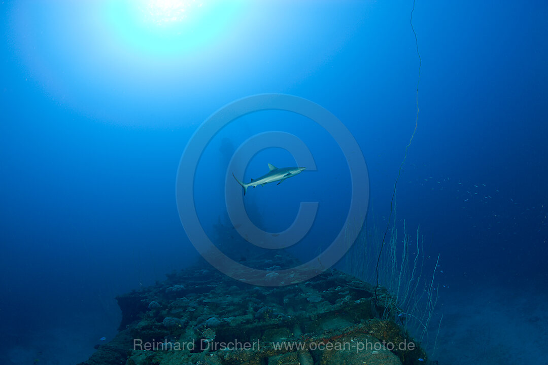 Grey Reef Shark over USS Apogon Submarine, Bikini Atoll, Micronesia, Pacific Ocean, Marshall Islands