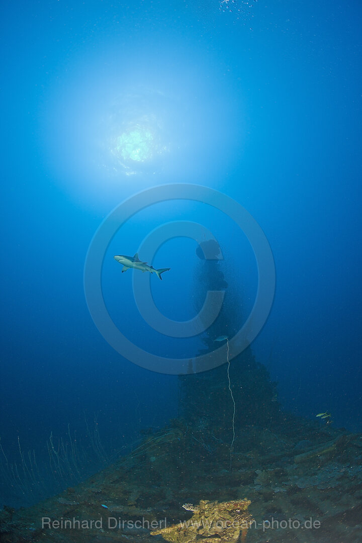 Grauer Riffhai ueber dem U-Boot USS Apogon, Bikini Atoll, Mikronesien, Pazifik, Marschallinseln