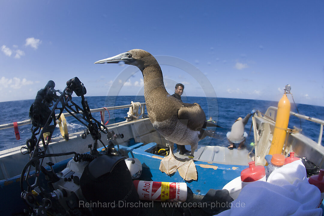 Junger neugieriger Brauntoelpel auf Tauchschiff, Sula, leucogaster, Bikini Atoll, Mikronesien, Pazifik, Marschallinseln