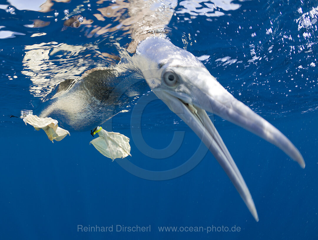 Young Brown Booby
