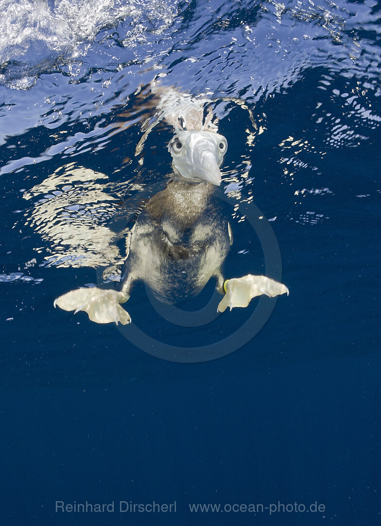 Young Brown Booby, Sula, leucogaster, Bikini Atoll, Micronesia, Pacific Ocean, Marshall Islands