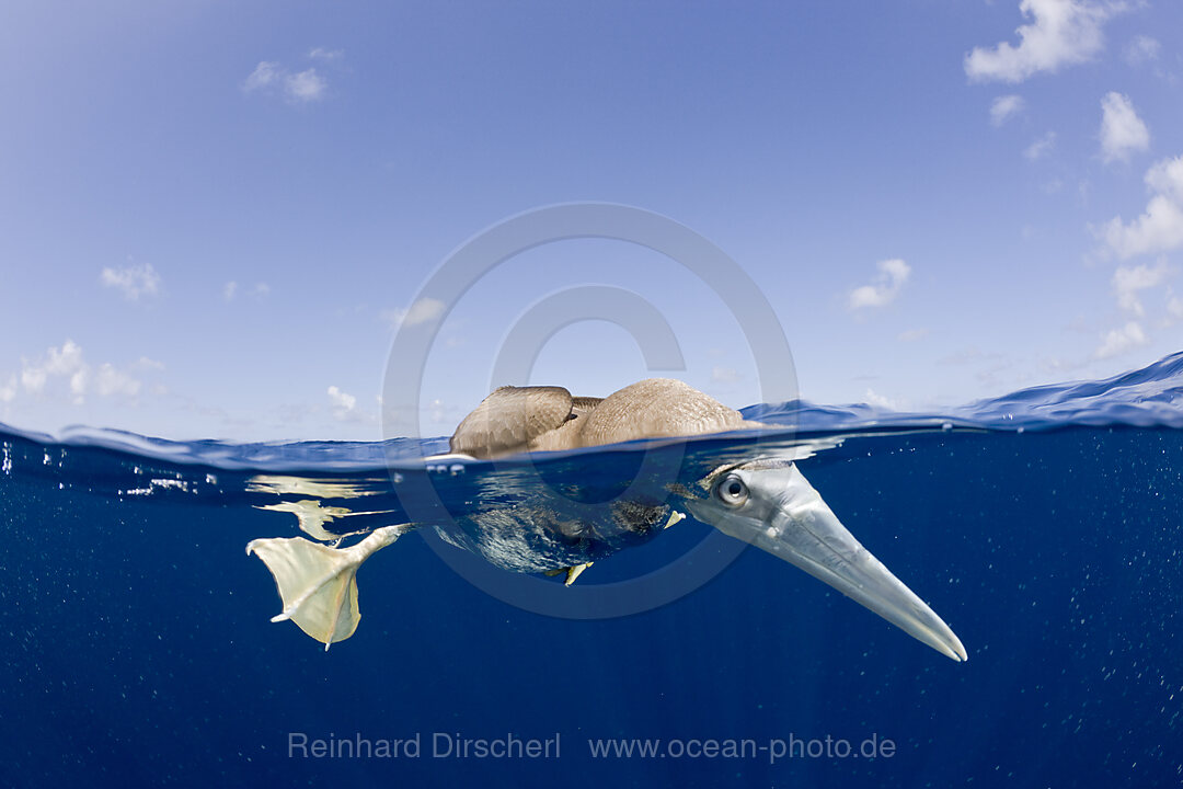 Young Brown Booby, Sula, leucogaster, Bikini Atoll, Micronesia, Pacific Ocean, Marshall Islands