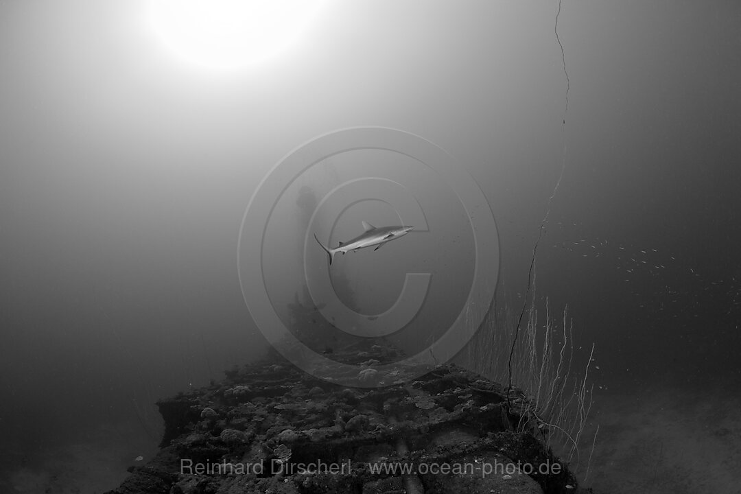 Grey Reef Shark over USS Apogon Submarine, Bikini Atoll, Micronesia, Pacific Ocean, Marshall Islands