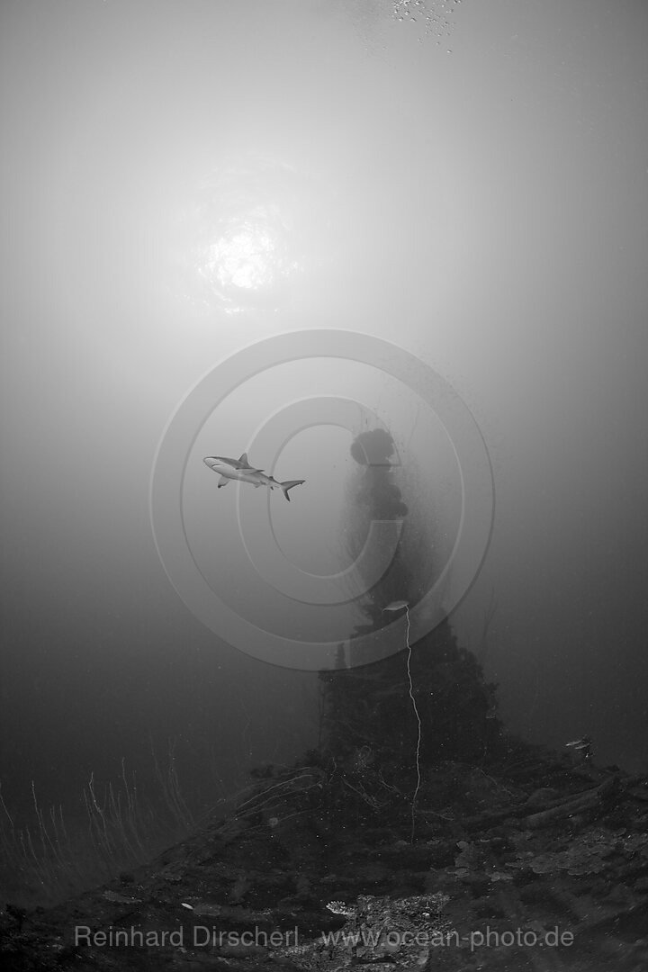 Grey Reef Shark over USS Apogon Submarine, Bikini Atoll, Micronesia, Pacific Ocean, Marshall Islands