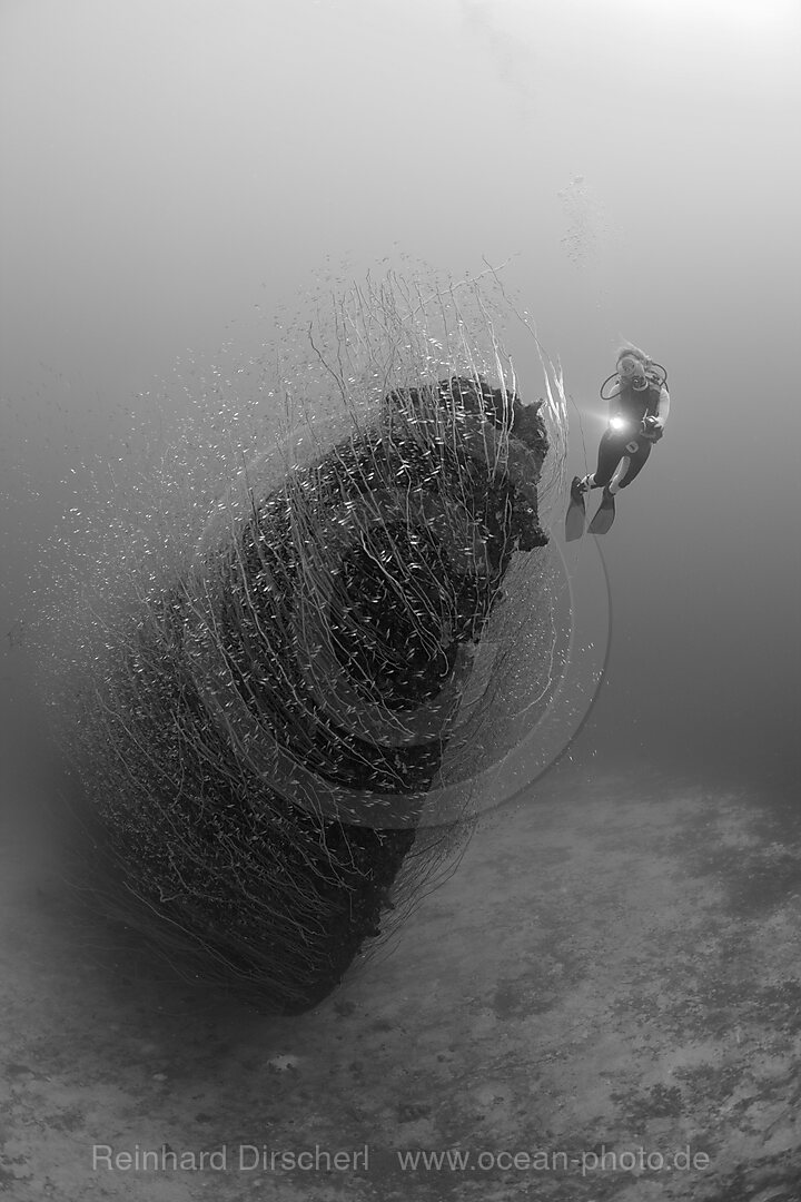 Diver at Bow of USS Apogon Submarine, Bikini Atoll, Micronesia, Pacific Ocean, Marshall Islands