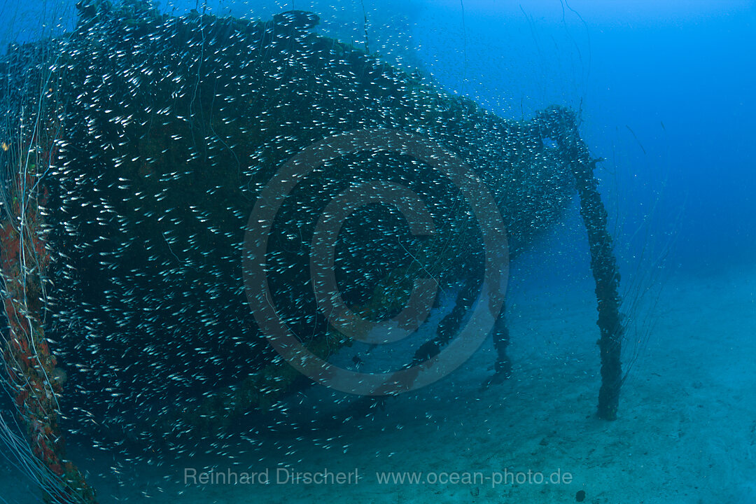 Anchor Chain of bottom up laying USS Arkansas Battleship, Bikini Atoll, Micronesia, Pacific Ocean, Marshall Islands