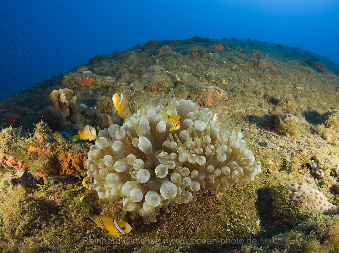 endemische Anemonenfische auf kieloben liegendem Schlachtschiff USS Arkansas