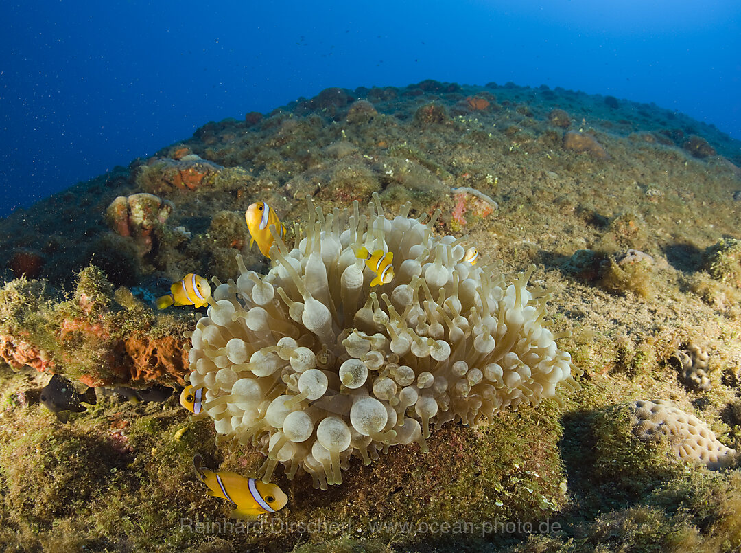 endemische Anemonenfische auf kieloben liegendem Schlachtschiff USS Arkansas, Bikini Atoll, Mikronesien, Pazifik, Marschallinseln