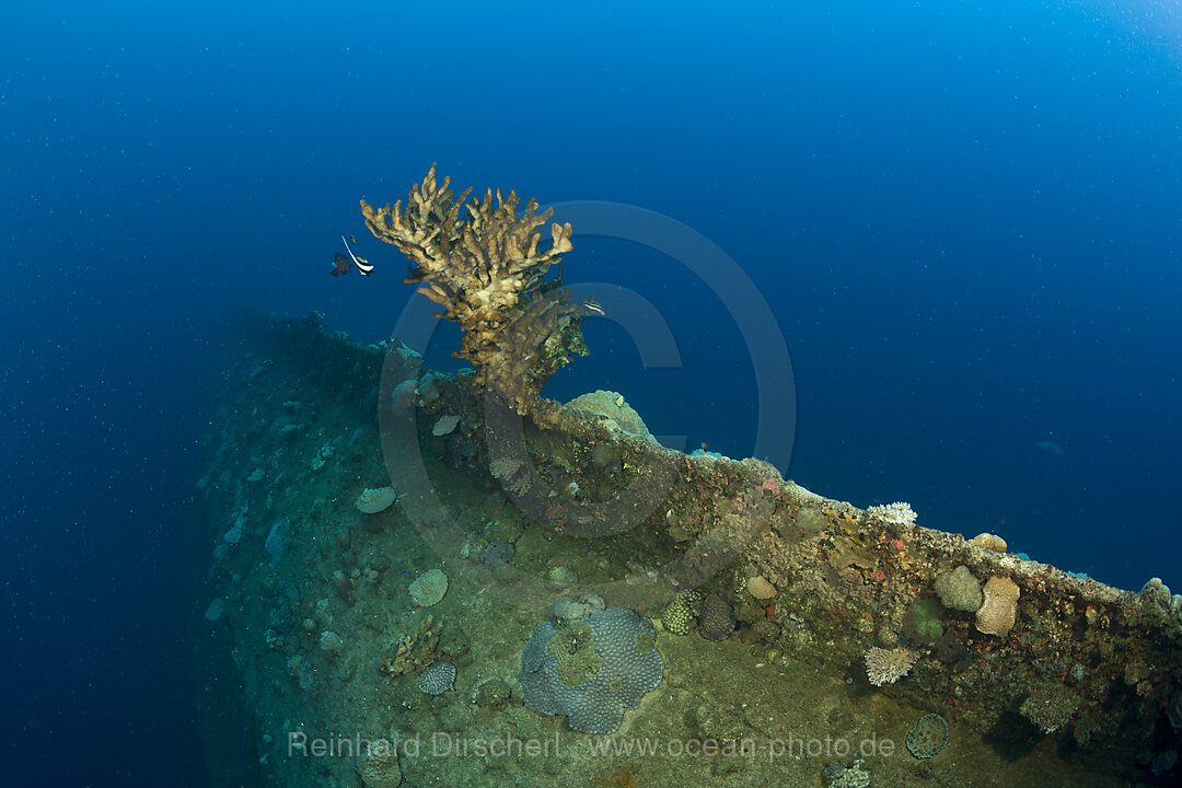 Big Fire Coral at bottom of Wreck HIJMS Nagato Battleship, Bikini Atoll, Micronesia, Pacific Ocean, Marshall Islands