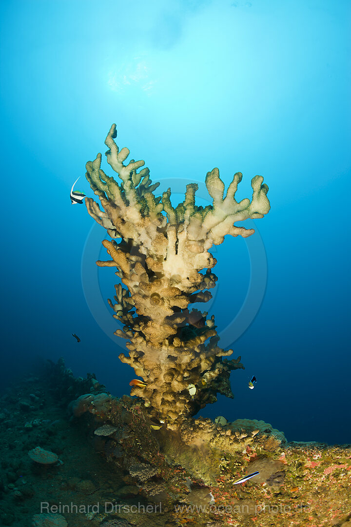 Big Fire Coral at bottom of Wreck HIJMS Nagato Battleship, Bikini Atoll, Micronesia, Pacific Ocean, Marshall Islands