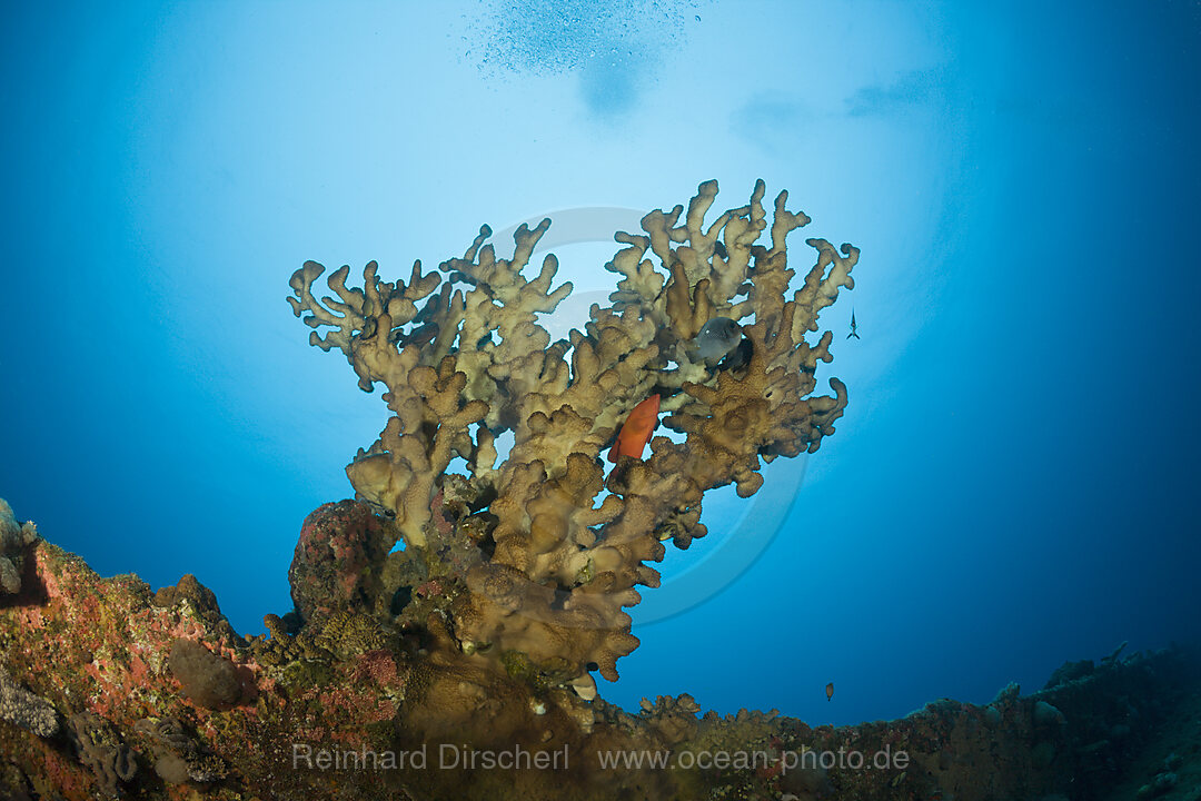 Big Fire Coral at bottom of Wreck HIJMS Nagato Battleship, Bikini Atoll, Micronesia, Pacific Ocean, Marshall Islands