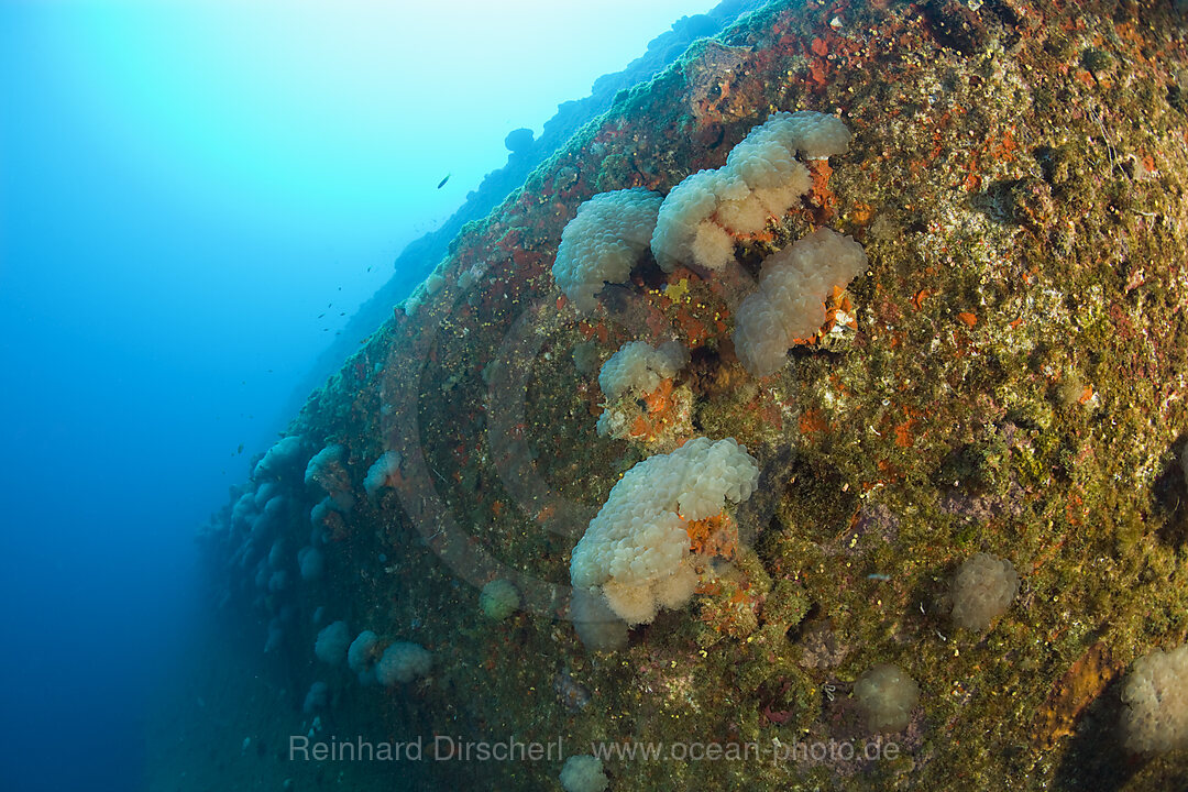 Blasen-Korallen auf Wrack der HIJMS Nagato, Bikini Atoll, Mikronesien, Pazifik, Marschallinseln