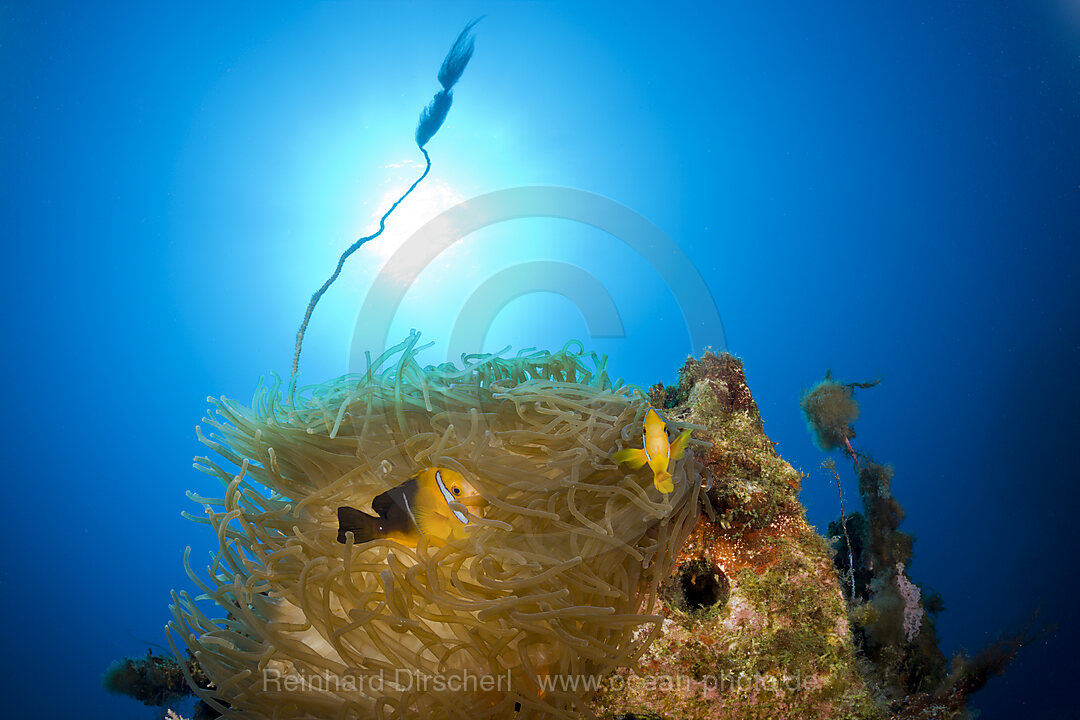 Endemischer Dreiband-Anemonenfisch auf der USS Saratoga, Amphiprion tricinctus, Bikini Atoll, Mikronesien, Pazifik, Marschallinseln