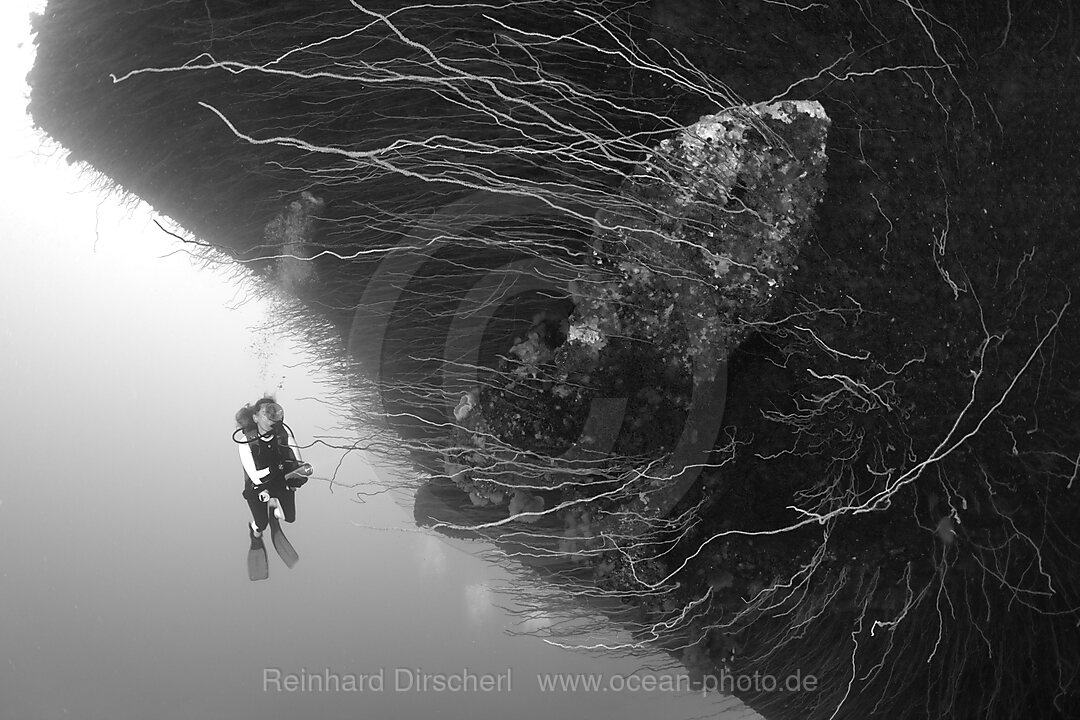 Diver and Anchor at Bow of Aircraft Carrier USS Saratoga, Bikini Atoll, Micronesia, Pacific Ocean, Marshall Islands