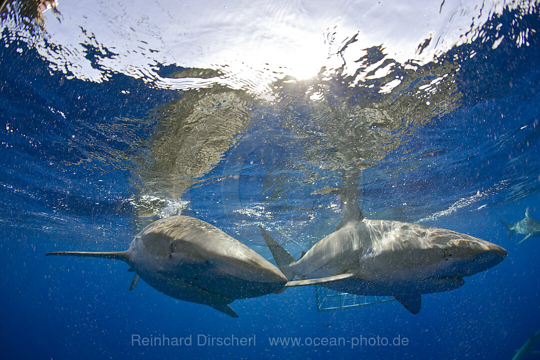 Galapagoshaie, Carcharhinus galapagensis, Oahu, Pazifik, Hawaii, USA