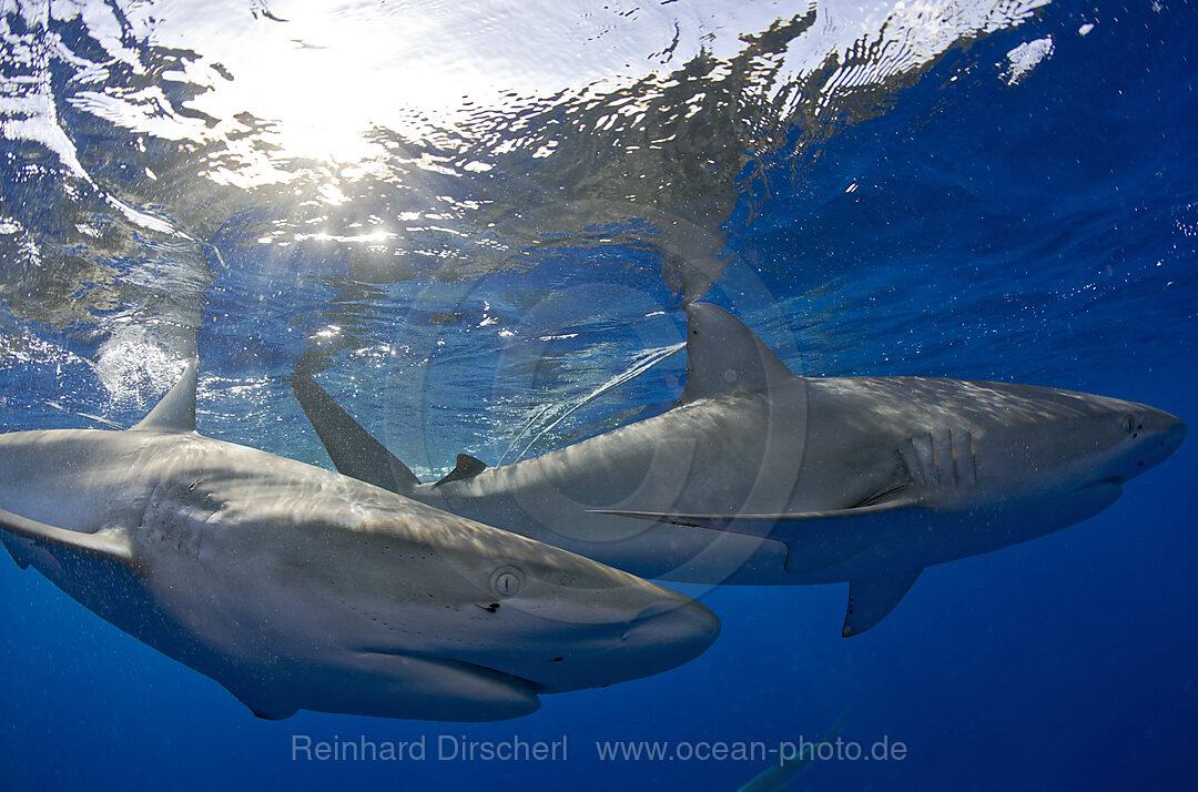 Galapagos Sharks