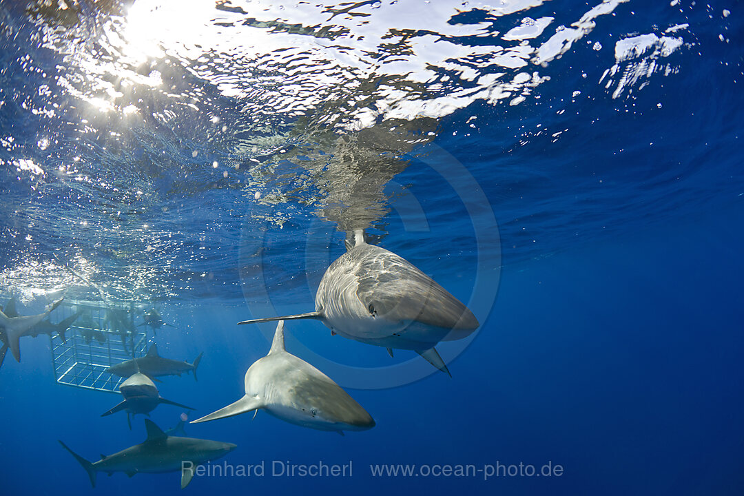 Galapagoshaie, Carcharhinus galapagensis, Oahu, Pazifik, Hawaii, USA