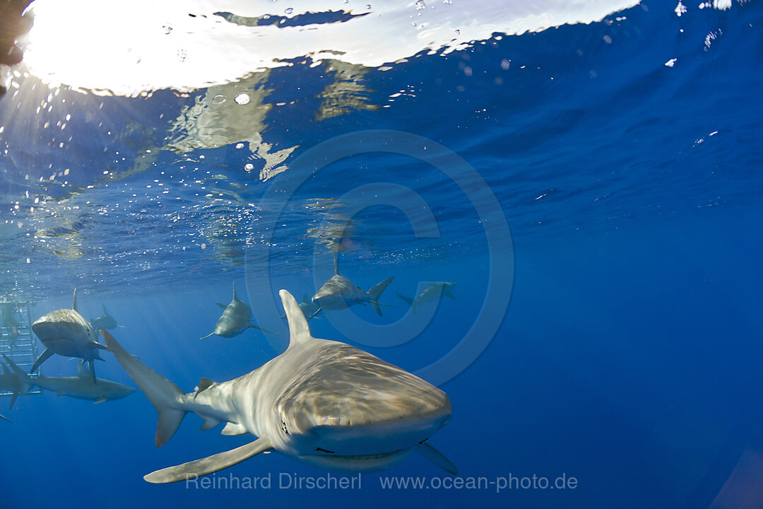 Galapagoshaie, Carcharhinus galapagensis, Oahu, Pazifik, Hawaii, USA