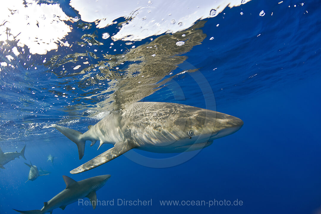 Galapagoshaie, Carcharhinus galapagensis, Oahu, Pazifik, Hawaii, USA