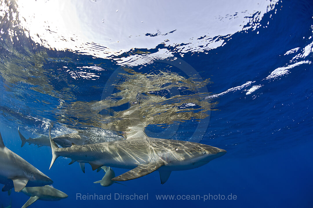Galapagos Sharks