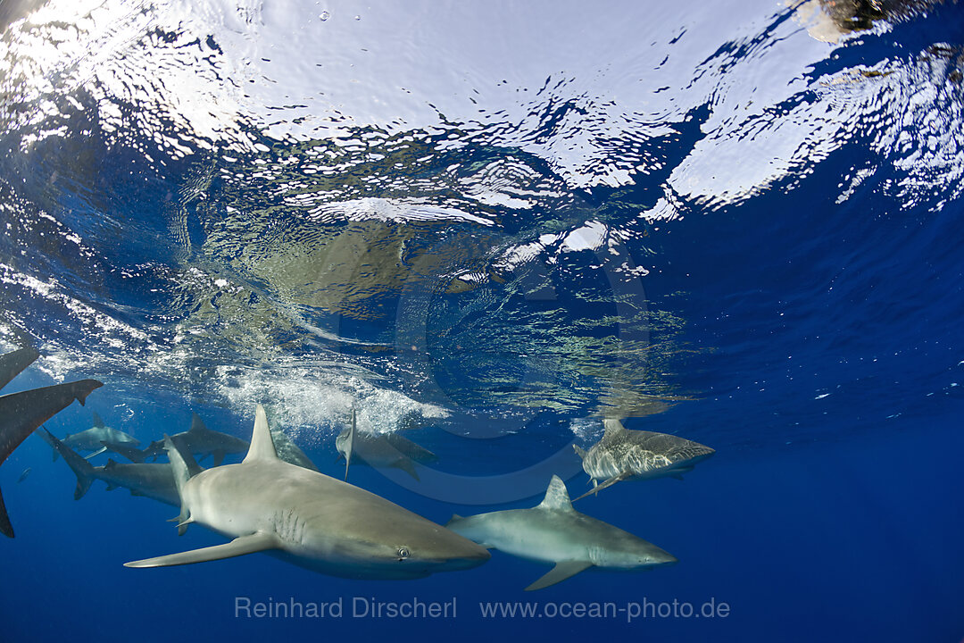 Galapagoshaie, Carcharhinus galapagensis, Oahu, Pazifik, Hawaii, USA