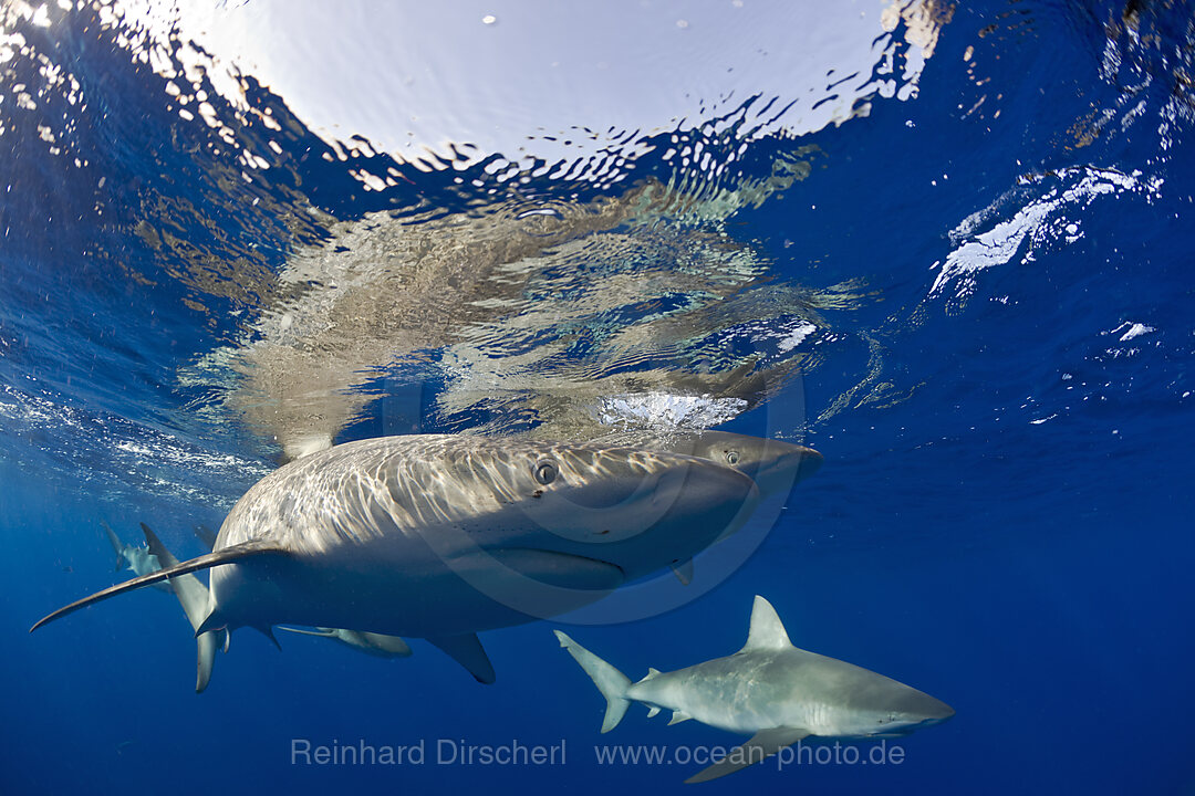 Galapagoshaie, Carcharhinus galapagensis, Oahu, Pazifik, Hawaii, USA