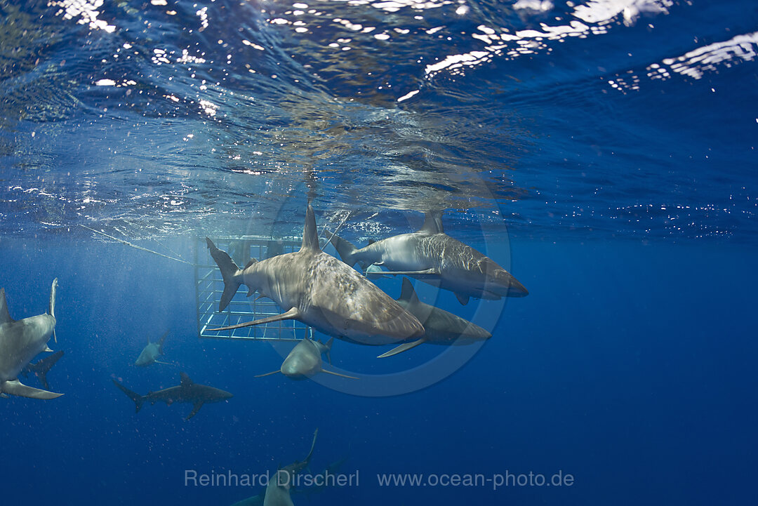 Galapagoshaie, Carcharhinus galapagensis, Oahu, Pazifik, Hawaii, USA