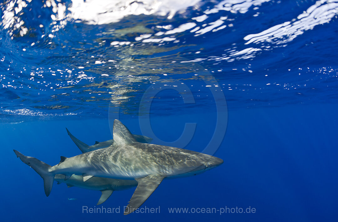 Galapagoshaie, Carcharhinus galapagensis, Oahu, Pazifik, Hawaii, USA