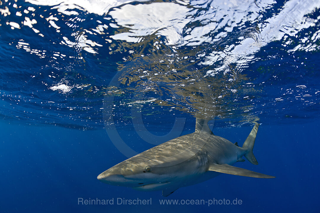 Galapagoshaie, Carcharhinus galapagensis, Oahu, Pazifik, Hawaii, USA